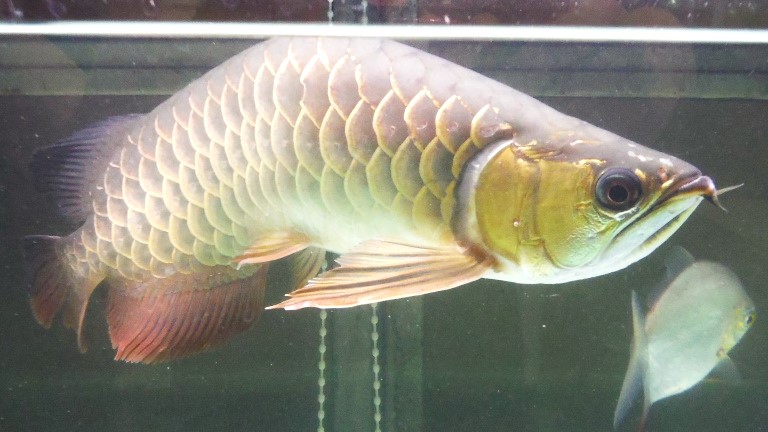 アジアアロワナの入荷をしました！！ | CSMアクア(古代魚・両生類・爬虫類・水槽・飼育用品)の販売通販